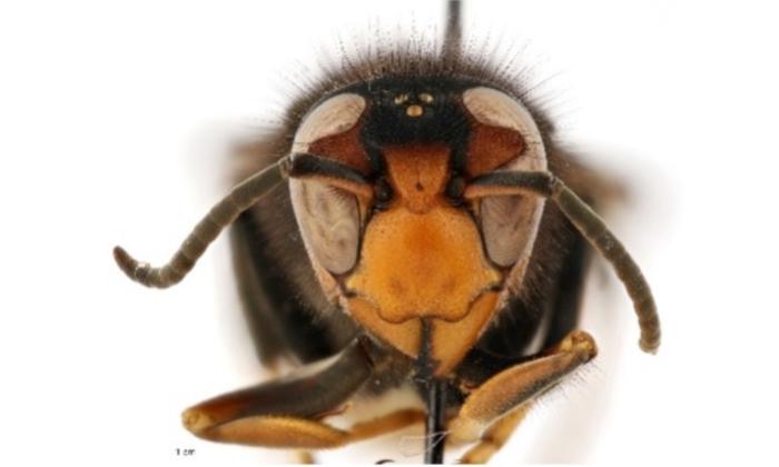 Invasive Yellow-Legged Hornet Discovered in US for First Time