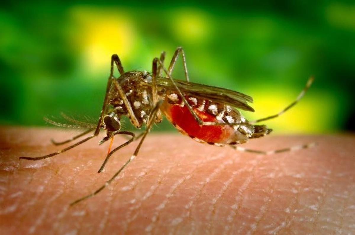 A female Aedes aegypti mosquito, which is the primary vector for the spread of Dengue fever. (James Gathany/Centers for Disease Control and Prevention)