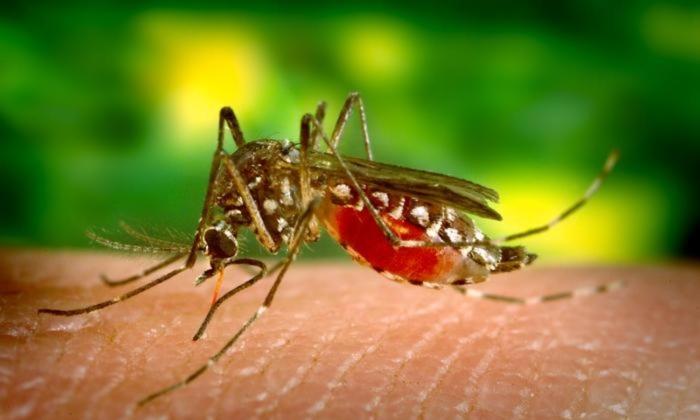 Florida Issues Dengue Fever Alert