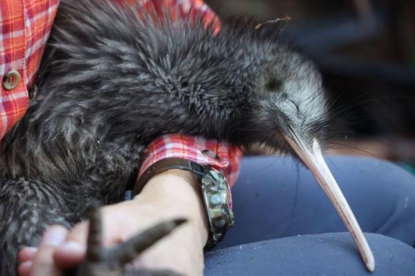 This photo taken on April 12, 2023, shows a member of the Capital Kiwi Project team holding a male kiwi before its re-release into the wild on Tawa Hill, Terawhiti Station, in Wellington, New Zealand. (Marty Melville/AFP via Getty Images)
