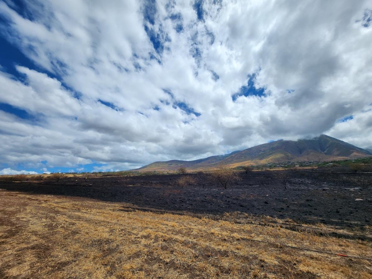 A charred parcel of land on Route 30 heading into Lahaina Town on Aug. 16, 2023. (Allan Stein/The Epoch Times)