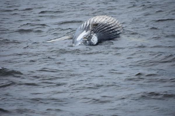 Saint, the humpback whale, was spotted dead in the water before he washed ashore that evening. (Courtesy of Trisha DeVoe)