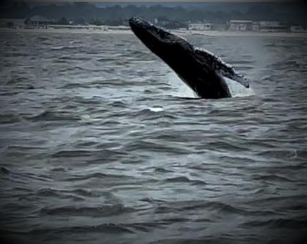 Saint, the humpback whale, was spotted in July 2023, before his death. (Courtesy of Trisha DeVoe)