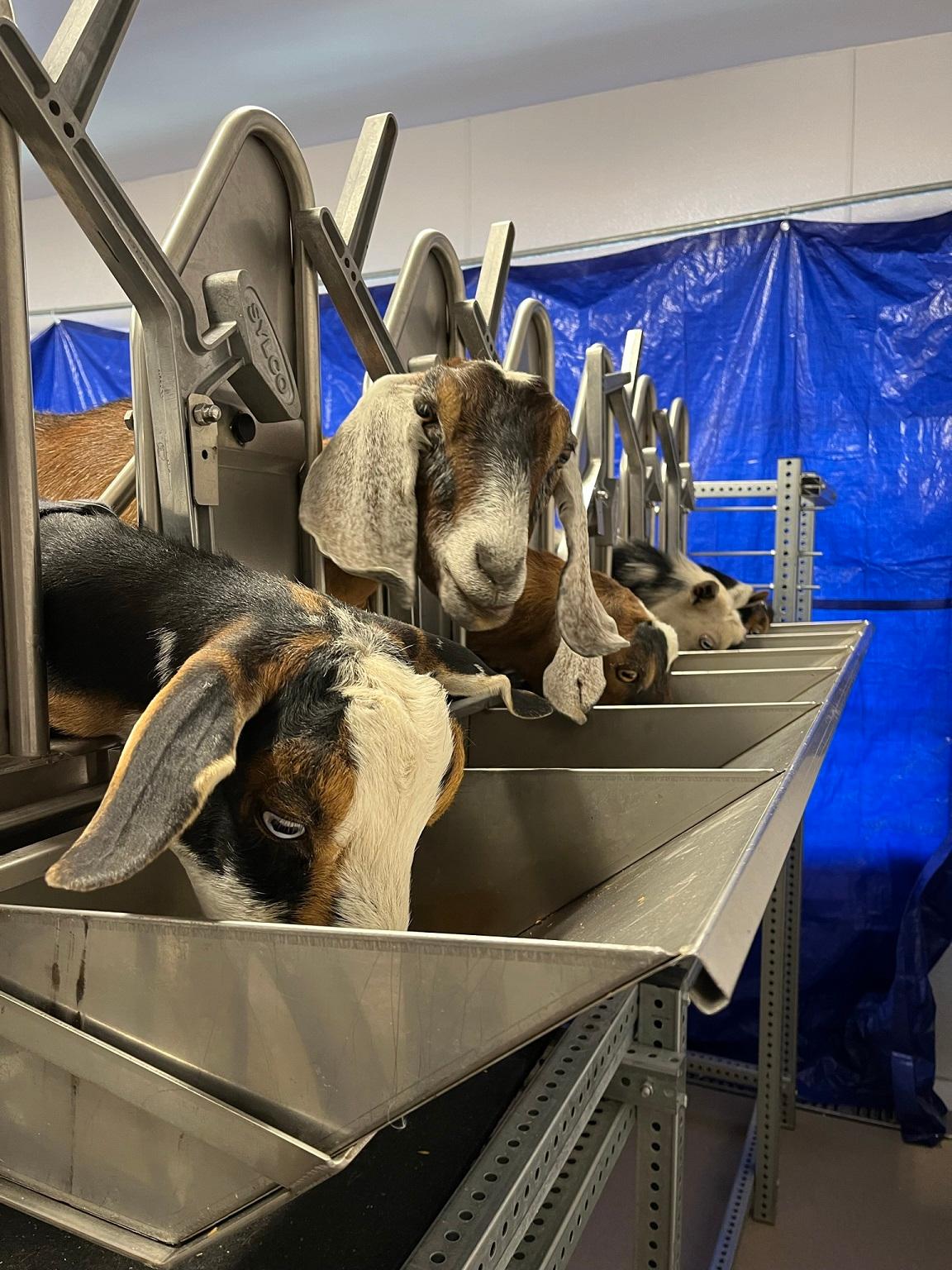 Goats being milked at the Brush Creek Ranch Creamery (Andy Yemma)