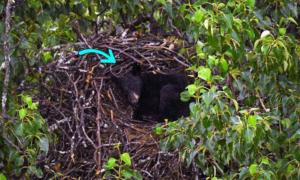 Black Bear Spotted Napping in a Bald Eagle’s Giant Nest on Alaska Military Base