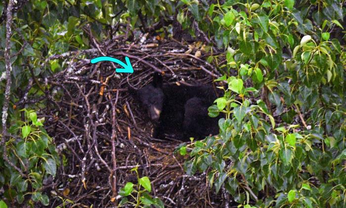 Black Bear Spotted Napping in a Bald Eagle's Giant Nest on Alaska Military Base
