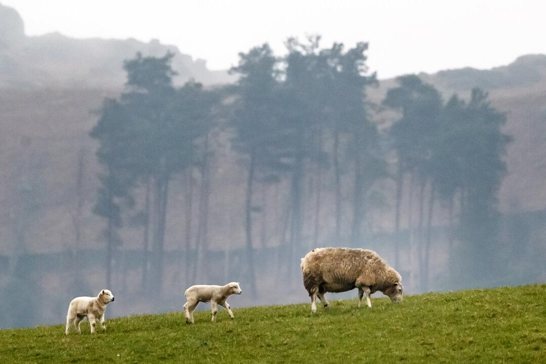 IN-DEPTH: Why an Investors’ Push to Rewild Farmland Could Be Putting Food Production at Risk