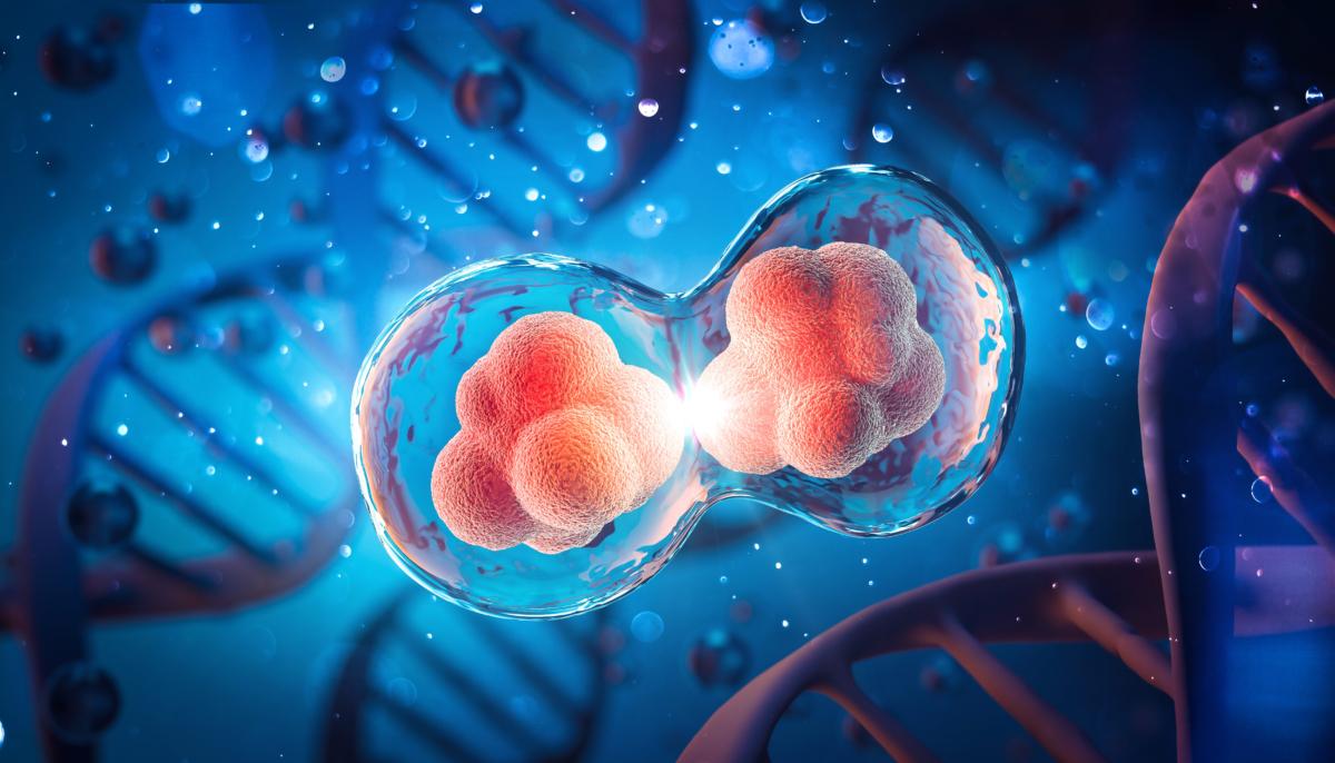 Every time a cell divides, its telomeres get shorter, leading to cellular aging. (Anusorn Nakdee/Shutterstock)
