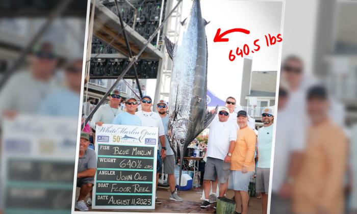 Angler Reels in 640-Pound Marlin For Multi-Million World Record-Breaking Payout—Here's How Much