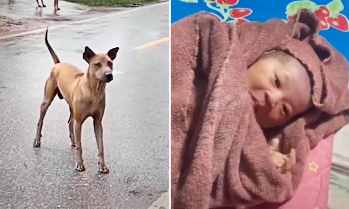 Heroic Dog Saves Newborn That Was Abandoned at the Front Door of a Home