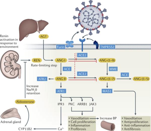 The <a href="https://www.nature.com/articles/s41585-021-00542-5">renin–angiotensin–aldosterone system</a> activation mechanisms. (Nature Reviews Urology)