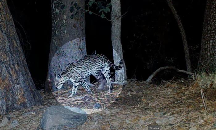 Hobbyist Photographer Captures Arizona’s Only Known Rare, Endangered Ocelot on Trail Cameras