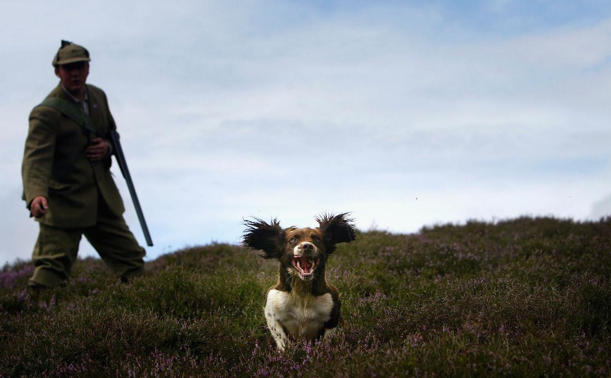 Campaigners Tell Scottish Government Banning Snares Could Devastate Rare Species