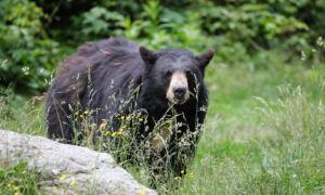 Black Bears Are Also Scaling Yosemite’s Half Dome: What to Do If You Meet Up