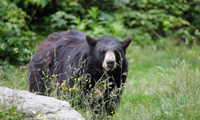 Black Bears Are Also Scaling Yosemite’s Half Dome: What to Do If You Meet Up