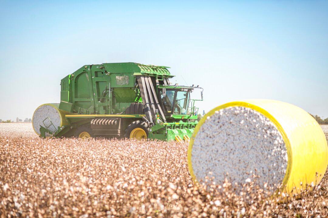 Why America’s Pima Cotton Is the Most Prized in the World