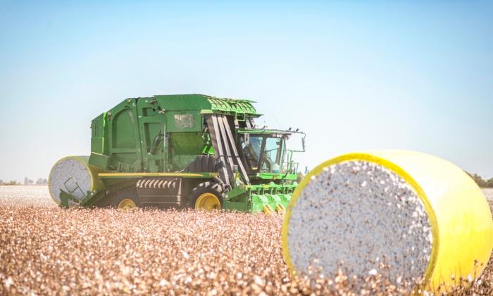 Why America's Pima Cotton Is the Most Prized in the World