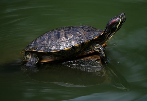A turtle sits on a rock at Stow Lake in San Francisco, on Aug. 11, 2014. (Justin Sullivan/Getty Images)