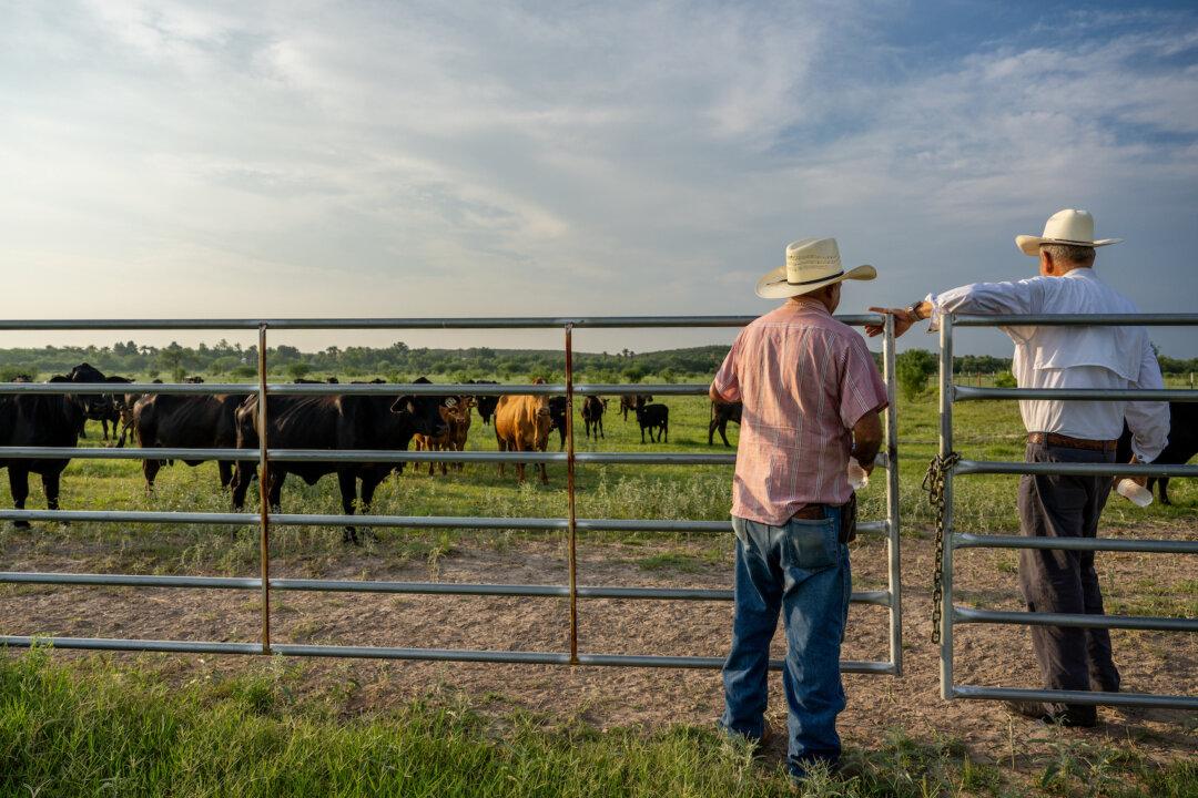 Ranchers Take Stand Over Proposed USDA Electronic Chip Mandate