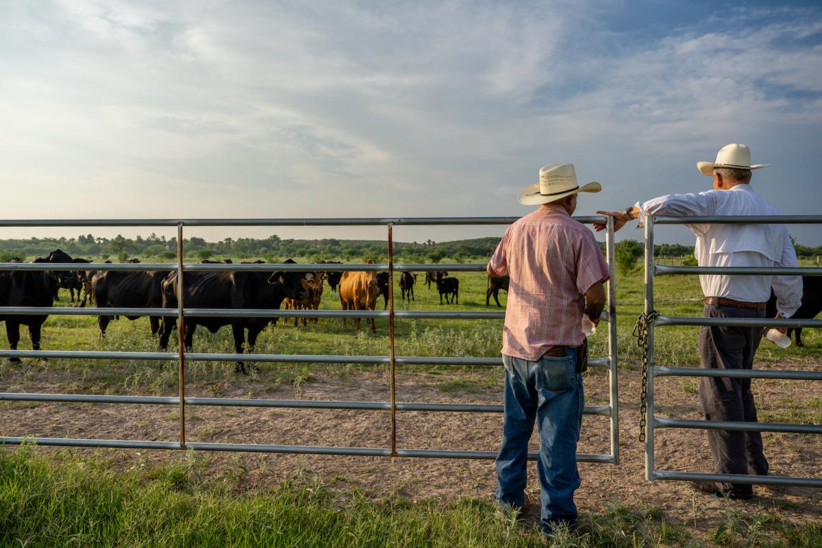 Beef ranchers survey their herd of cattle in Quemado, Texas on June 13, 2023. (Brandon Bell/Getty Images)
