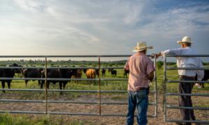 IN-DEPTH: Texas Proposition 1 Aims to Protect Farmers and Ranchers, Ensure Food Security