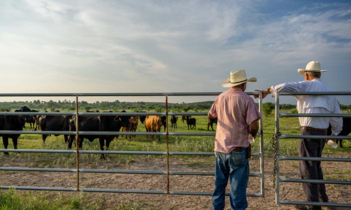 Ranchers Take Stand Over Proposed USDA Electronic Chip Mandate