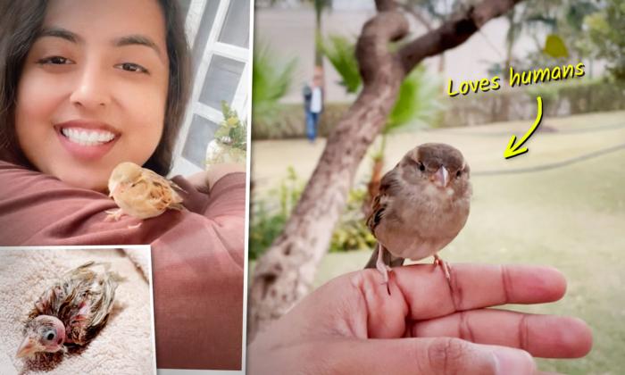 Woman Finds Featherless Baby Sparrow Shivering on Pavement, Takes Her Home—Now Bird Loves Humans