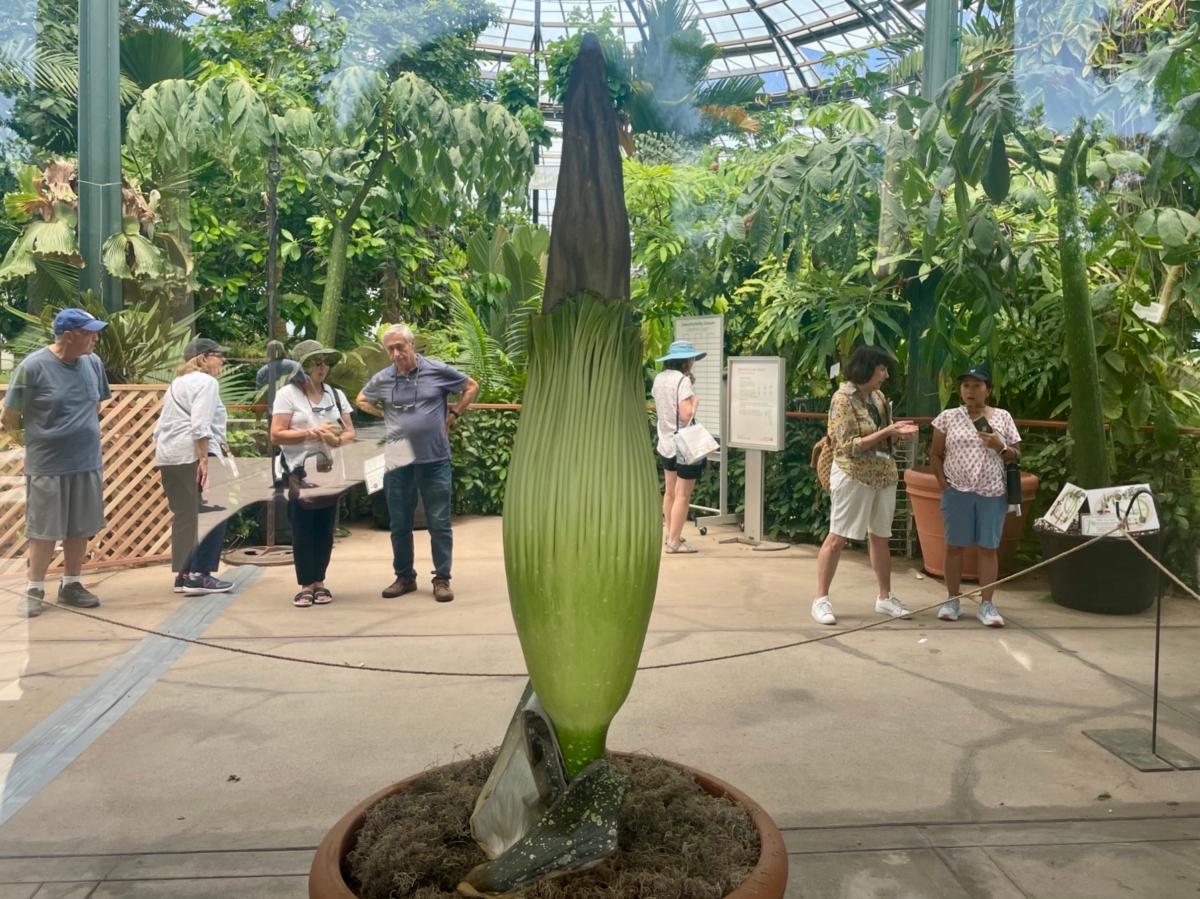 The stinky, 5-foot-tall Corpse Flower at Huntington Botanical Gardens in San Marino, Calif., on Aug. 24, 2023, a few days before it bloomed. (Carol Cassis/The Epoch Times)