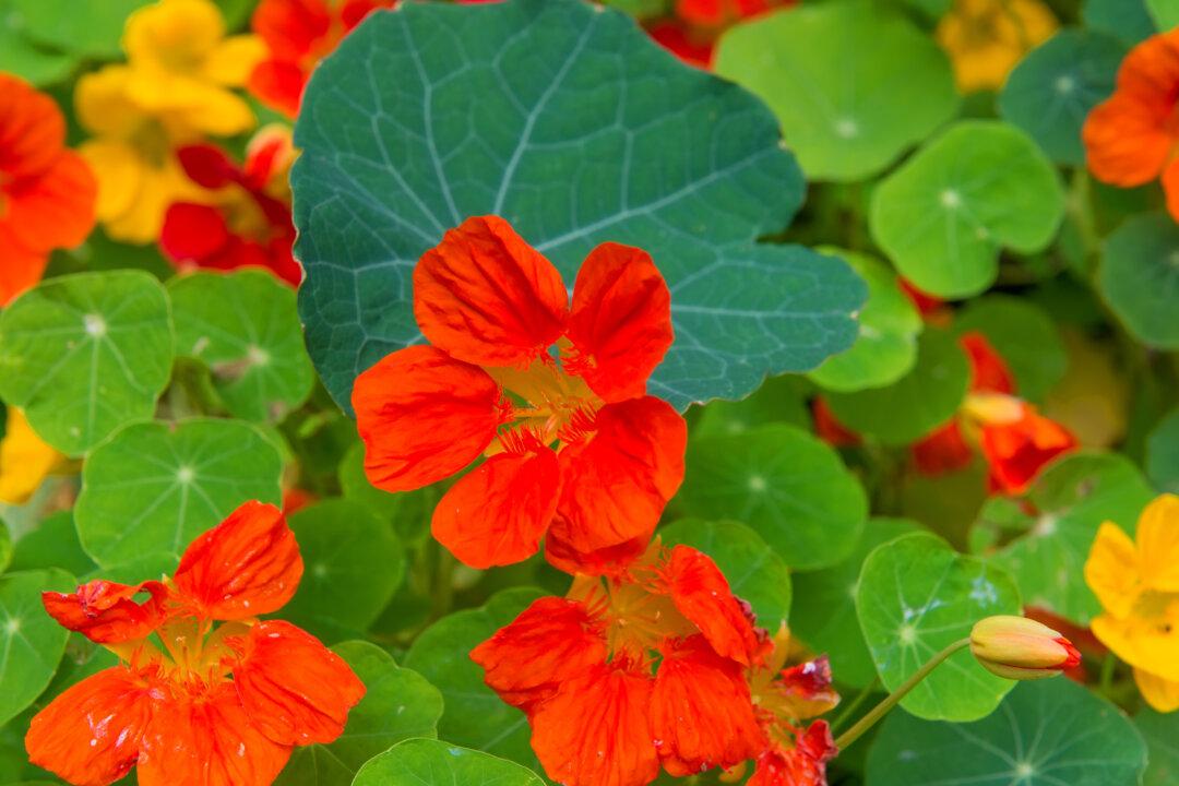 Study Finds German Herbal Drug Comparable to Antibiotics and Safer