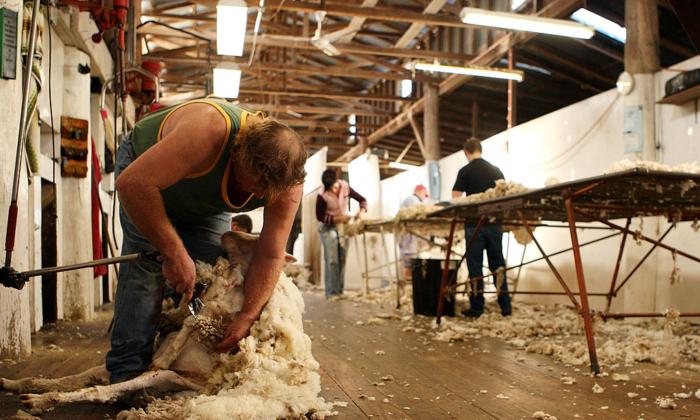 Farmers Eye Revolutionary Jab Amid Shearing Shortage