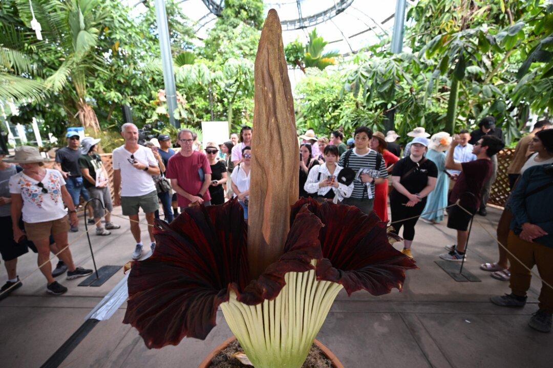 World’s Largest and Stinkiest Flower Blooms at Huntington Botanical Gardens