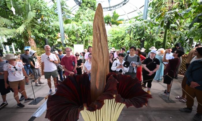 World’s Largest and Stinkiest Flower Blooms at Huntington Botanical Gardens