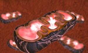 Doctors Share Ways to Heal Mitochondrial Dysfunction in Heart, Kidneys, Liver After COVID