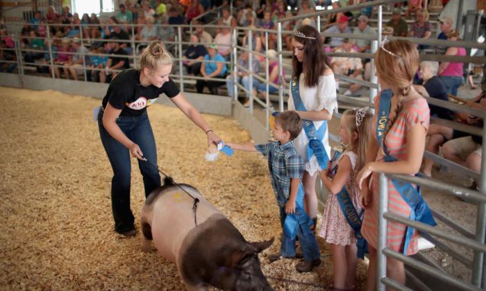 The Sweet and Secret Influences of Our State and County Fairs