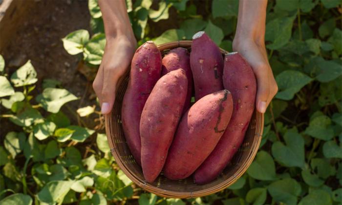 Sweet Potatoes: A Nutritional Powerhouse for Eye Health, Blood Sugar Control, and Inflammation Reduction