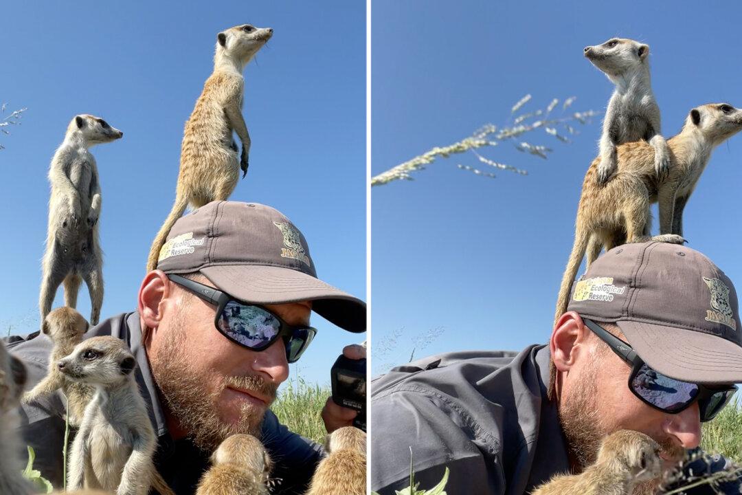 VIDEO: Wildlife Photographer Stunned as Curious Meerkats Stand on His Head and Refuse to Move