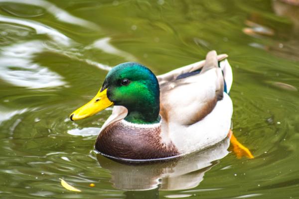 Lead shot has been prohibited for waterfowl hunting since 1991 because wild ducks, like this Mallard, scoop up hunters' residual lead shot while they are ingesting gravel. (Giorgi Tsachev/Shutterstock)