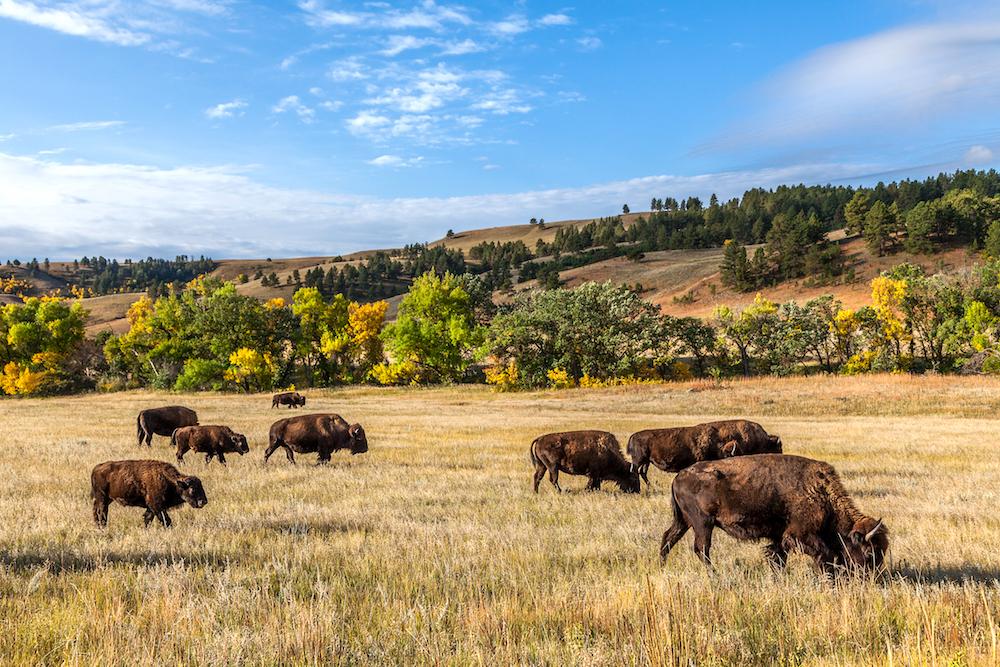 A herd of American buffalo in Custer State Park, South Dakota. (turtix/Shutterstock)