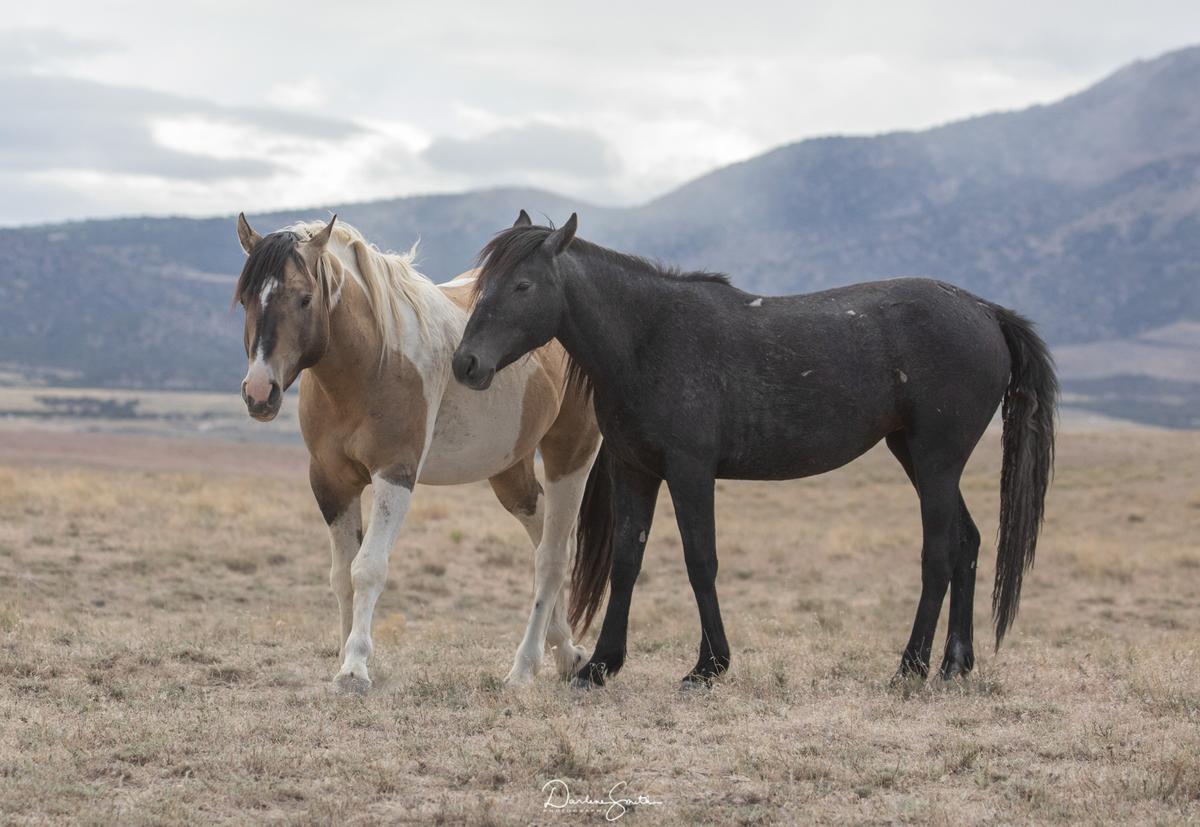  Stargazer (L) and Nora, wild and free on the Onaqui range. (Courtesy of Darlene Smith)