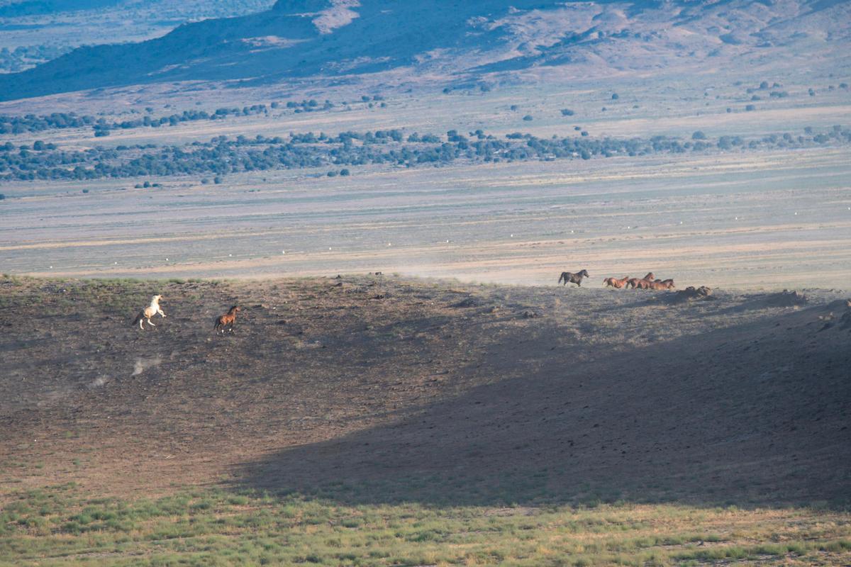 Stargazer escapes the roundup. (Courtesy of Tandin Chapman)