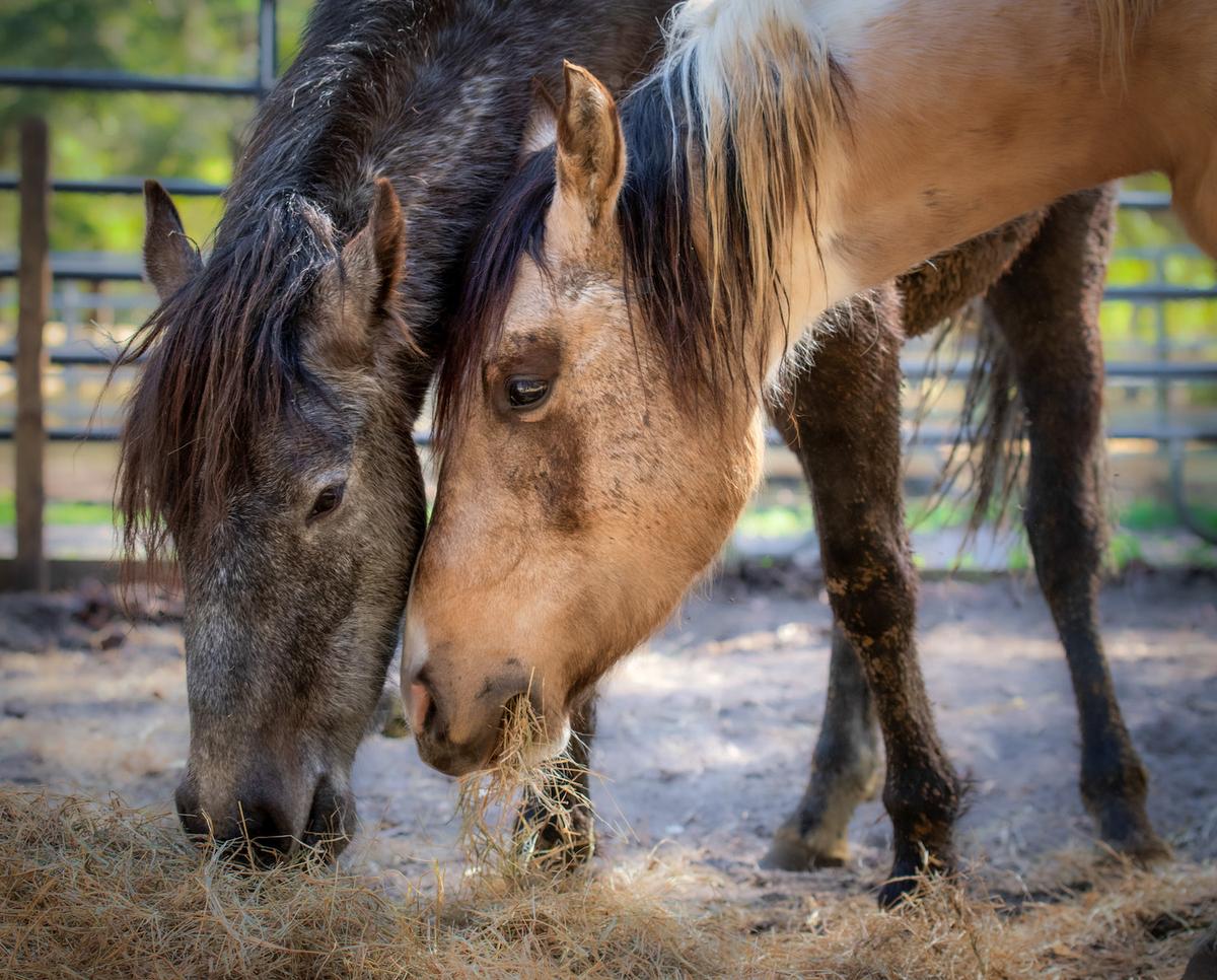 Their first bites of hay together. (Courtesy of Melissa Tritinger)