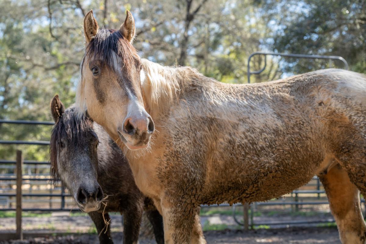 Stargazer and Nora's first day out of holding. (Courtesy of Melissa Tritinger)