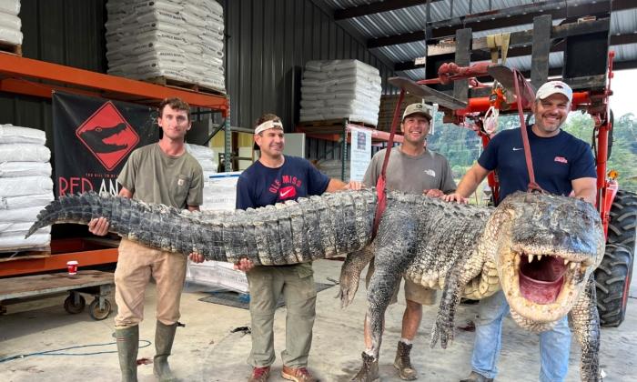Longest Alligator in Mississippi History Captured by Hunters
