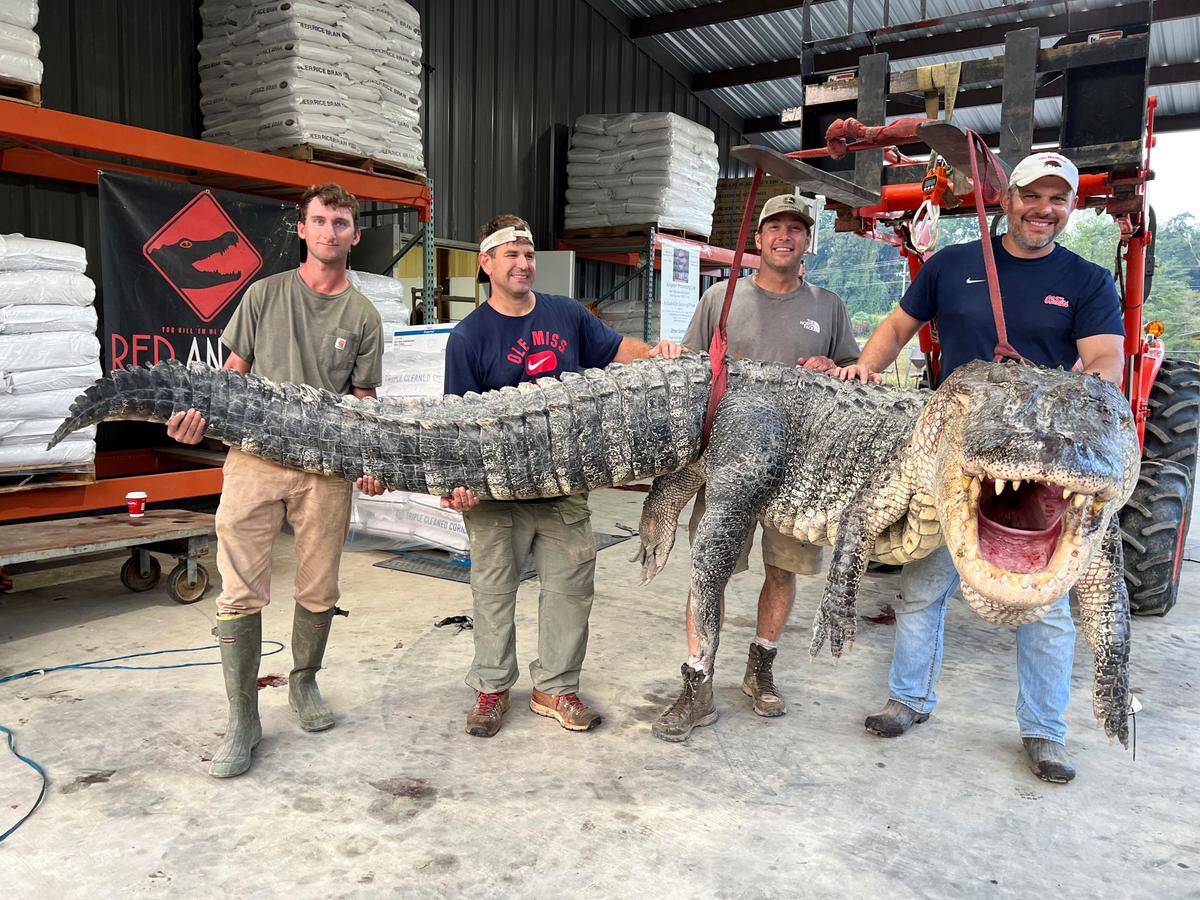 Longest Alligator in Mississippi History Captured by Hunters