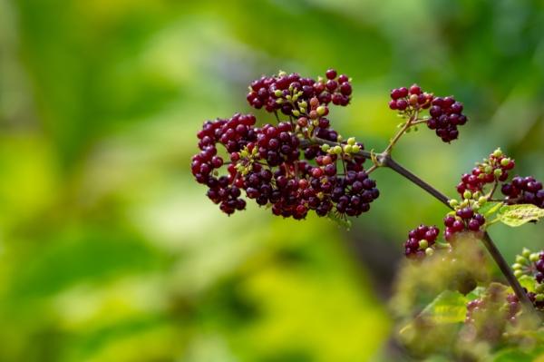 Woody shrub of Eleutherococcus senticosus or Siberian ginseng. (Barmalini/Shutterstock)