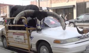 Police Stop Nebraska Man for Bucking the Law With a Bull Riding Shotgun in His Car