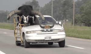 Riding Shotgun: Nebraska Police Pull Over Vehicle With Giant Bull Riding in Front Passenger Seat