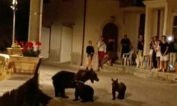 Shooting of a Brown Bear Leaves 2 Cubs Motherless and Sparks Outrage in Italy