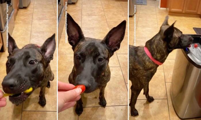 Clips Show Adorable Belgian Malinois's Hilarious Response to Vegetables and Fruits She Doesn’t Like