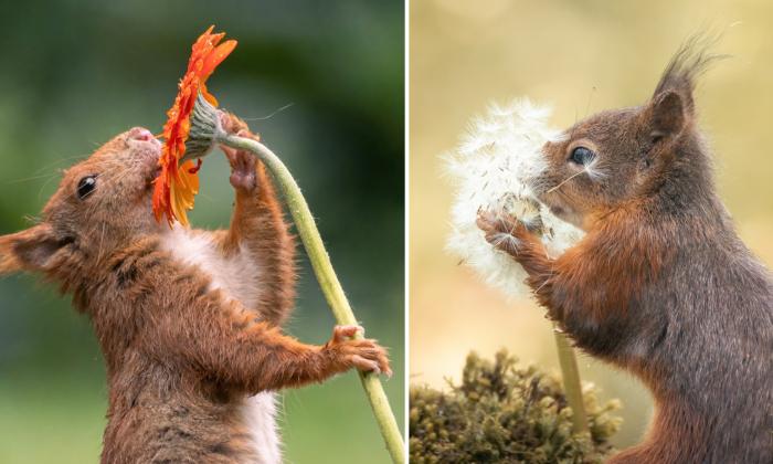 Photographer Captures Adorable Photos of Squirrels Stopping By to Smell the Flowers